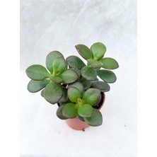 Serada Decor Plant Crassula Ovata Sukulent Para Ağacı Şans Bitkisi 5.5 cm Saksıda