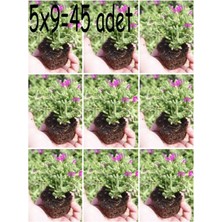 Serada Decor Plant Videolu Acem Halısı-Mezarlık Kabir Çiçeği 45 Adet Tüplü Dış Mekan Ağaçları