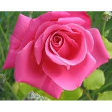 Serada Decor Plant Videolu Pembe Yediveren Gül (25 35 Cm) Saksıda Aşılı Gül Fidanı Pink Rose