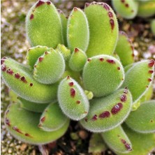 Serada Decor Plant Cotyledon Tomentosa Sukulent Bitki (Ayı Pençesi)