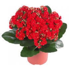 Serada Decor Plant Kalanşo Çiçeği Kalanchoe Çiçeği Bitki Ev Ofis Bitkisi Kırmızı 20-25 cm