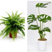 Serada Decor Plant Aşk Merdiveni Fujer Askılı Saksıda/deve Tabanı 60 cm 2'li Set Salon Ofis Bitkileri