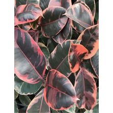 Serada Decor Plant Pembe Alacalı Kauçuk Çiçeği 65-70 cm