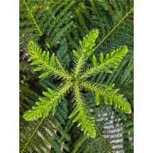 Serada Decor Plant Videolu Salon Çamı Fidanı 1 Adet Saksılı/tüplü 20-40CM Iç/ Dış Mekan Bitkisi (Araucaria )