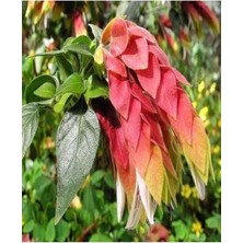 Serada Decor Plant Videolu Pembe Renkli 4 Adet Karides Çiçeği Fidanı 40-60CM Saksılı (Shrimp Plant)