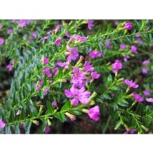 Serada Decor Plant Pembe Kufeya Çiçeği 40 cm Fidanı