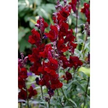 Serada Decor Plant Videolu 10 Adet Koyu Kırmızı Aslanağzı Çiçeği Fidanı 5-15 cm Saksılı Çiçekli Bodur Antirrhinum Majus