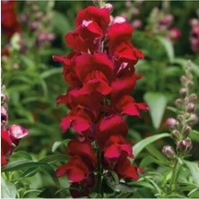 Serada Decor Plant Videolu 10 Adet Koyu Kırmızı Aslanağzı Çiçeği Fidanı 5-15 cm Saksılı Çiçekli Bodur Antirrhinum Majus