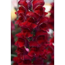 Serada Decor Plant Videolu 10 Adet Koyu Kırmızı Aslanağzı Çiçeği Fidanı 5-15 cm Saksılı Çiçekli Bodur Antirrhinum Majus