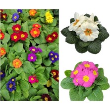 Serada Decor Plant Videolu 2li Set Karışık Renk Çuha (Marul) Çiçeği Fidanı Saksılı Çiçekli Bodur Bitkiler Primula