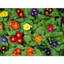 Serada Decor Plant Videolu 2li Set Karışık Renk Çuha (Marul) Çiçeği Fidanı Saksılı Çiçekli Bodur Bitkiler Primula