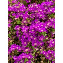 Serada Decor Plant Videolu Mor Acem Halısı 40 Adet Saksılı/ Tüplü 5-10 cm Yer Örtcü Bitki (Drosanthemum Floribundum)