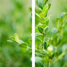 Serada Decor Plant Videolu Şimşir Çalı 30-40 cm Saksılı/tüplü Dış Mekan Bitkileri (Buxus Microphylla 'faulkner')
