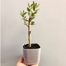 Doğa Garden Ofis Için Uygun Gri Renk Lüks Saksıda Bonsai Zeytin Fidanı