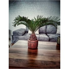 Doğa Garden Cycas Dekoratif Saksıda Sikas