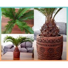 Doğa Garden Cycas Dekoratif Saksıda Sikas