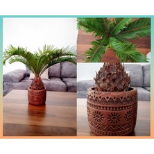 Doğa Garden Cycas Dekoratif Saksıda Sikas