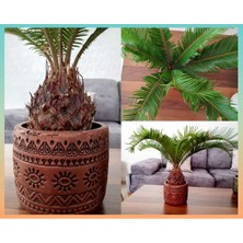 Doğa Garden Cycas Dekoratif Saksıda Sikas