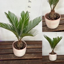 Doğa Garden Hediyelik Cycas Dekoratif Saksıda Sikas