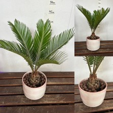 Doğa Garden Hediyelik Cycas Dekoratif Saksıda Sikas