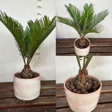 Doğa Garden Hediyelik Cycas Dekoratif Saksıda Sikas