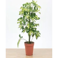 Serada Decor Plant Videolu Tek Dal Alacalı Şeflera Çiçeği 50-90 cm Saksılı İç Mekan Ofis Bitkileri (Schefflera)