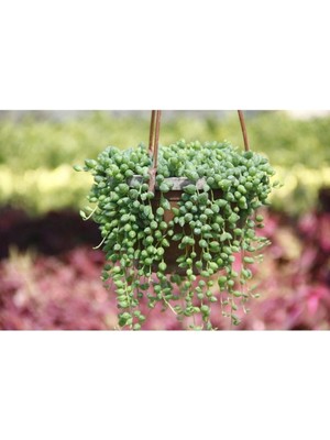 Serada Decor Plant Videolu Askılı Tesbih Çiçeği Fidanı 15-25 cm Saksılı Çiçekli Bodur Bitkiler Senecio Rowleysanus