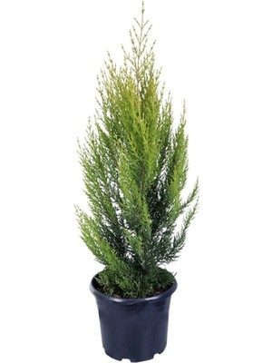 Serada Decor Plant Videolu Özel Limoni Salon Çamı 30-50 cm Saksılı/tüplü Dış Mekan Ağaçları Norfolk Island Pine