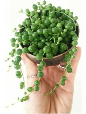 Serada Decor Plant Tesbih Çiçeği