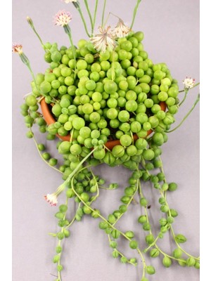 Serada Decor Plant Senecio Rowleyanus Tesbih Çiçeği
