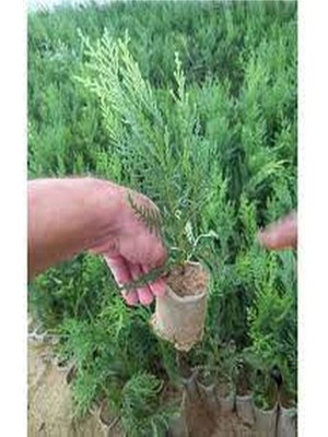 Serada Decor Plant Videolu Sevilen Leylandi Bitkisi 35-50 cm Saksılı/tüplü Dış Mekan Ağaçları Cupressocyparis