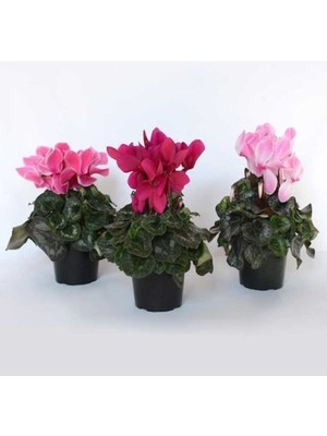 Serada Decor Plant Sıklamen Çiçeği Hediyelik Çiçek