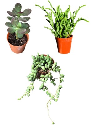 Serada Decor Plant Prenses Çamı - Para Ağacı Çiçeği - Tespih Çiçeği
