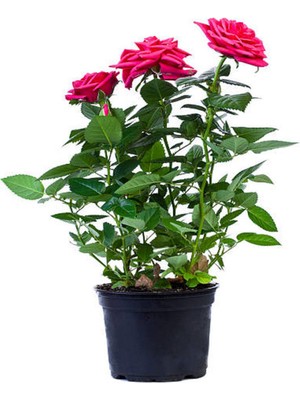 Serada Decor Plant Videolu Pembe Kokulu Yediveren Gül Fidanı Saksılı 1 Adet 50-70 cm Dış Mekan Pink Roses