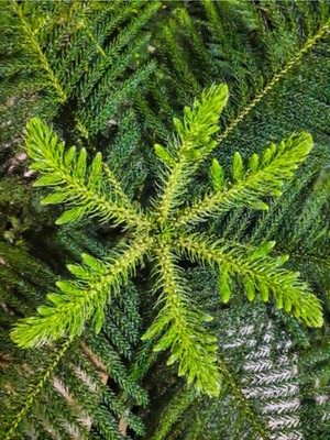 Serada Decor Plant Videolu Salon Çamı Fidanı 1 Adet Saksılı/tüplü 20-40CM Iç/ Dış Mekan Bitkisi (Araucaria )