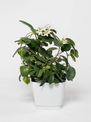Serada Decor Plant Videolu Canlı Hediyelik 1 Adet Kokulu Gardenya Çiçeği 30-45 cm Saksılı (Gardenia Flower)