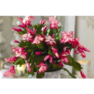 Serada Decor Plant Videolu Pembe Yılbaşı Çiçeği Fidanı 20-40 cm Saksılı Çiçekli Bodur Bitkiler Zygocactus