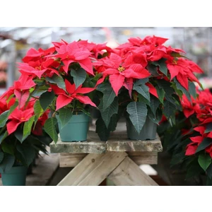 Serada Decor Plant Videolu Atatürk Çiçeği Hediyelik Canlı Bitki 2 Adet Saksılı 40-70CM Salon Bitkisi (Poinsettia)