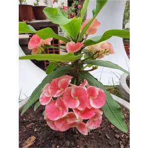 Serada Decor Plant Videolu Pembe Alacalı Milli Dikenler Tacı 1 Adet Saksılı 25-45 cm (Euphorbia)