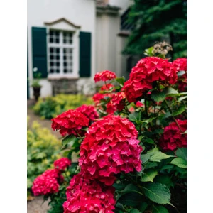 Serada Decor Plant Videolu Kırmızı Ortanca Çiçeği Fidanı 40-60 cm Saksılı Çiçekli Bodur Bitkiler Hydrangea