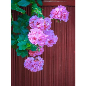 Serada Decor Plant Videolu Toz Pembe Sakız Sardunya Sarkan 1 Adet Saksılı 30-50CM Teras Bitkisi (Pelargonium Peltatum)