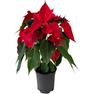 Serada Decor Plant Videolu Kırmızı Atatürk Çiçeği Hediyelik Özel Gün Çiçeği 1 Adet Saksılı 40-70CM (Poinsettia)