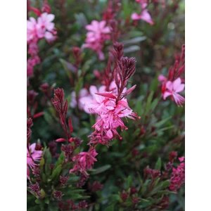 Serada Decor Plant Videolu Pembe Gavura Çiçeği Fidanı 1 Adet Saksılı 40-70 cm Bahçe Bitkisi (Gaura)