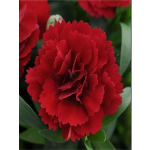 Serada Decor Plant Videolu Canlı Kırmızı 1 Adet Karanfil Çiçeği Fidanı 40-60CM Saksılı (Carnation Flower)