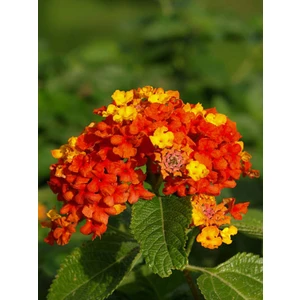 Serada Decor Plant Videolu Sarı Turuncu Bodur Ağaç Minesi 1 Adet Saksılı 35-50 cm Bahçe Bitkisi (Lantana Camara)