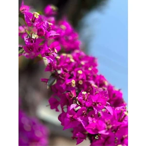 Serada Decor Plant Videolu Fuşya Begonvil Çiçeği Fidesi 60-110 Saksılı Çiçekli Bodur Bitkiler (Bougainvillea Seedling)