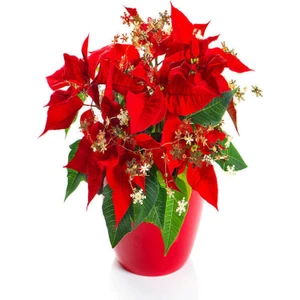 Serada Decor Plant Videolu Kıpkırmızı Atatürk Çiçeği Fidanı 30-35 cm Saksılı Iç Mekan Bitkileri Ponsetya