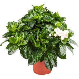 Serada Decor Plant Videolu Kokulu Ofis Bitkisi 1 Adet Salon Çiçeği Gardenya Bitkisi Saksılı 30-45CM (Gardeia Flower)