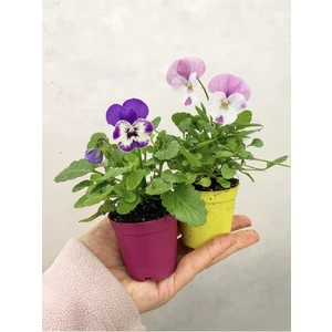 Serada Decor Plant Videolu 2 Adet Karışık Renk Hercai Menekşe Fidanı 10-20 cm Saksılı Çiçekli Bodur Bitkiler Viola