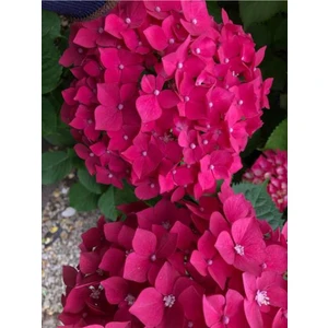 Serada Decor Plant Videolu Fuşya Renkli 1 Adet Ortanca Fidanı 30-55 cm Saksılı (Hydrangea)